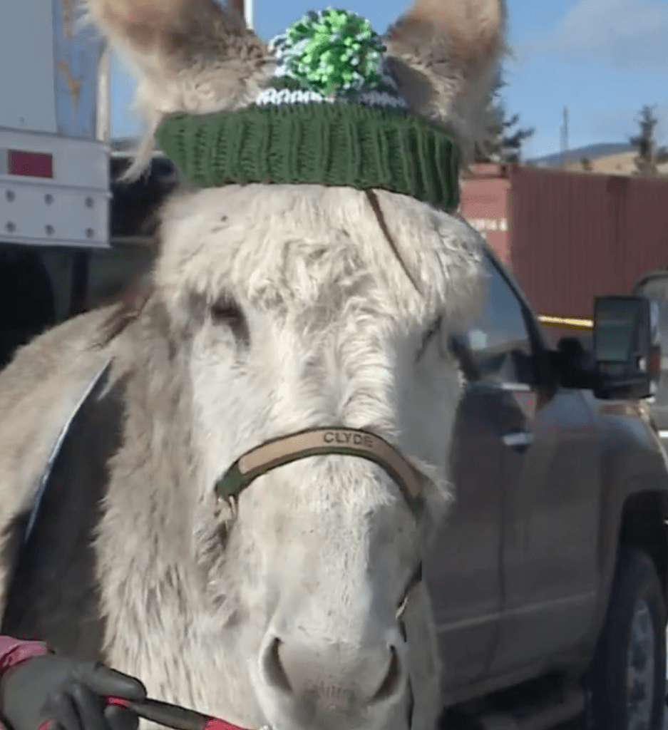 Clyde the donkey